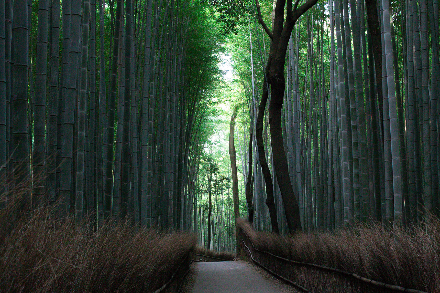 Bamboo is a plant with one of the highest concentrations of silica on the planet