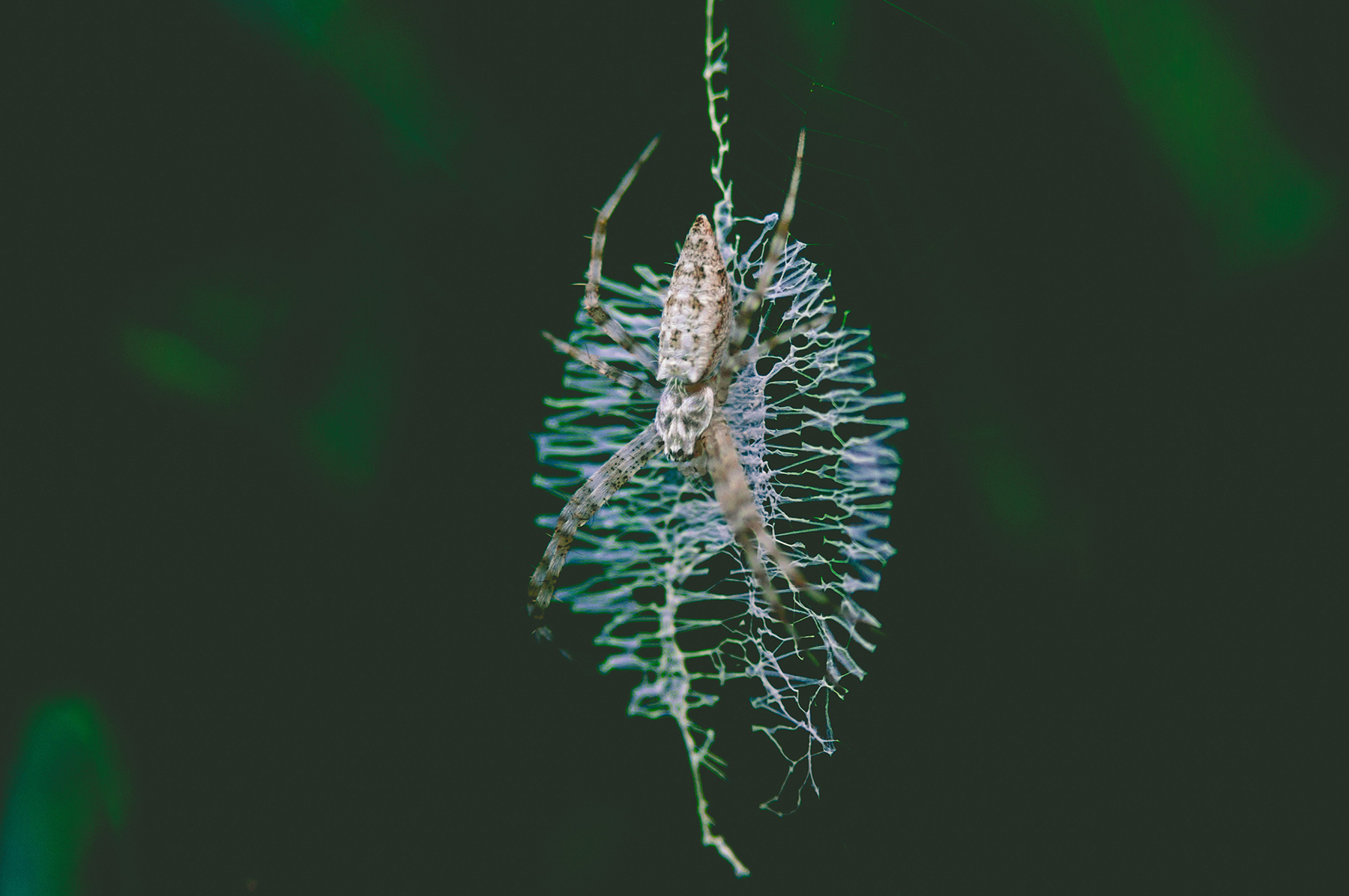 Psyllium Husk 2 Psyllium Husk Poster Psyllium Husk